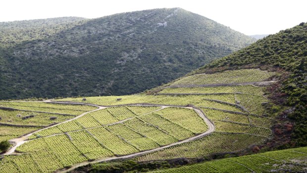 Limestone vineyards dot the Peljesac Peninsula.