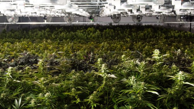 Marijuana plants in Quincy, Massachusetts. Legislators there are trying to rewrite a law passed by voters that legalised recreational marijuana.