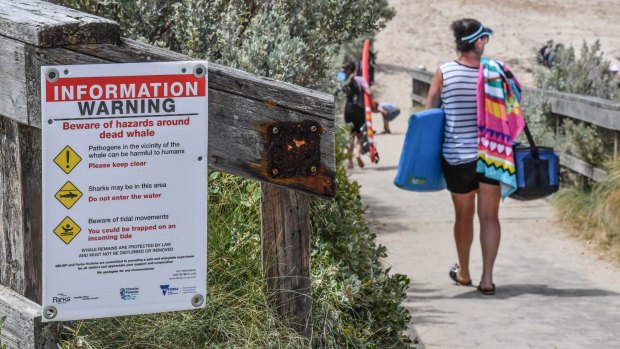 A shark warning remains in place at Sorrento back beach due to a dead whale.