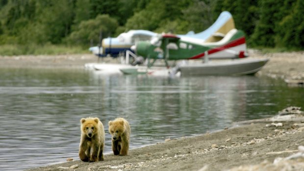 A pair of bear cubs wander beside an Alaskan lake.