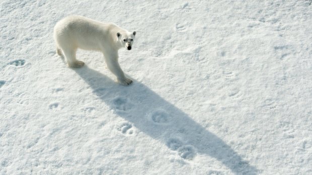 A polar bear, Ursus maritimus, on sea ice north of Spitsbergen. Just another factor on the mind of marathon runners.