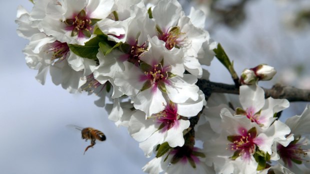 Select Harvest's almond trees haven't blossomed yet this year - but the company is blooming.