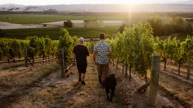 The region's oldest vineyard, Babich Wines.