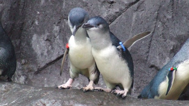 Pedro and Fats at the International Antarctic Centre.