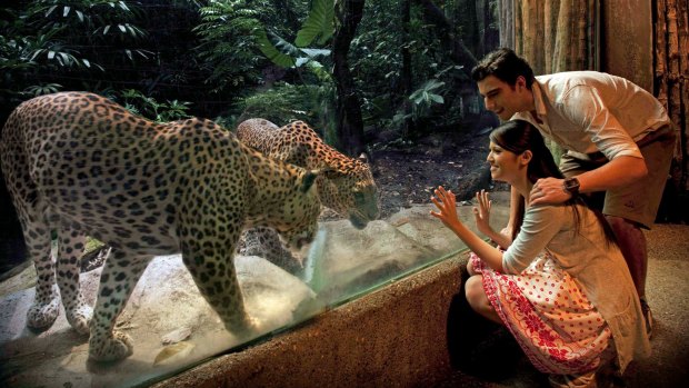 Leopard viewing gallery at Singapore Zoo.