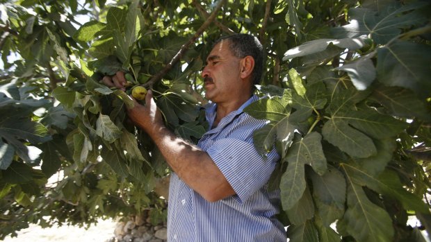 Jihad Nuwaja, a resident of Susiya, picks a fig near his tent in the village.