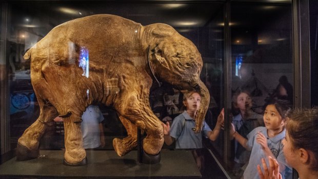 The 42,000-year-old baby woolly mammoth was unveiled on Friday at the Sydney Museum.