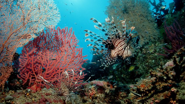 Walking underwater provides an opportunity to see coral and tropical fish up close.