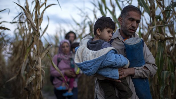 Refugees are smuggled through fields and forests in an attempt to evade the Hungarian police close to the Serbian border.