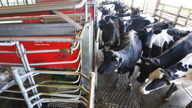 Dairy farmer Grant Williams' automatic Dairy milking system at his farm in Athlone, Gippsland.17th August 2015. 