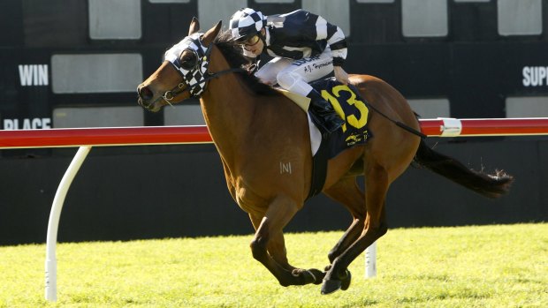 Chasing a black-type win: Sort After has built a handy collection of four wins and five seconds in 15 starts.
