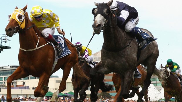 Grey deceiver: Fawkner holds off the fast-finishing Criterion in the Caulfield Stakes.