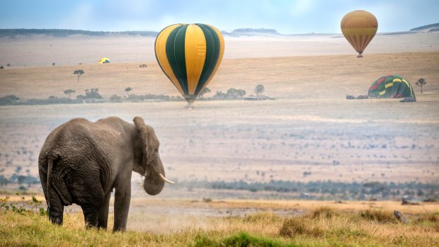 Hot air balloons land in the Masai Mara National Reserve, Kenya.