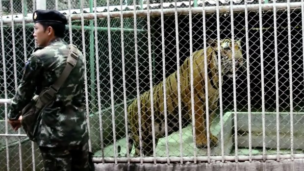 A policeman stands outside a tiger cage at a property raide by Thai police in Saiyok on Tuesday.