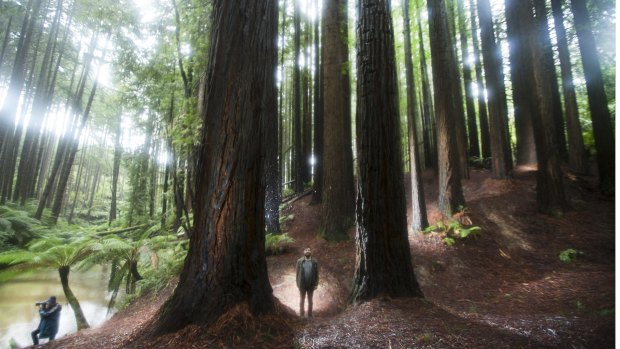 Tom Cowie among the redwoods in the Otway ranges.