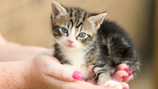 The scope and impact of cat-scratch disease are wider than previously thought, doctors have found.