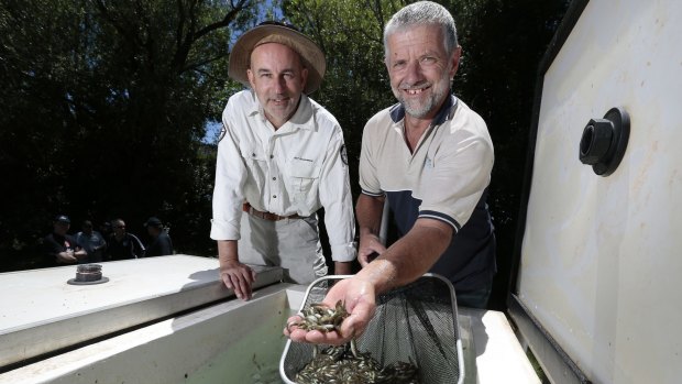 Small fry: ACT Environment and Planning Directorate aquatic ecologist Mark Jekabsons and Ian Charles from Silverwater Native Fish inspect some of the 68,000 fingerlings to be released into Lake Burley Griffin and Lake Ginninderra. 