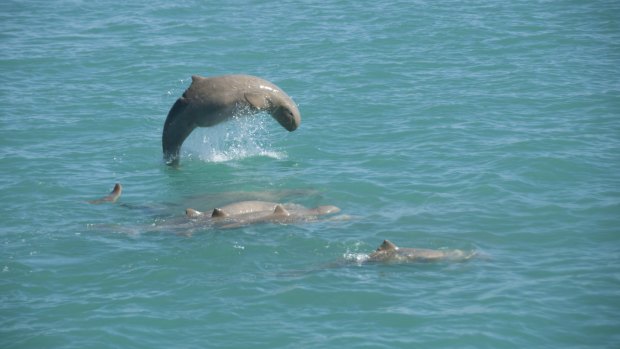 Close relatives of the Irrawaddy dolphin, this population of rare "snubbies", as they're affectionately known, has settled in an embayment collared with red beach and scalloped with mangroves and tidal creeks.
