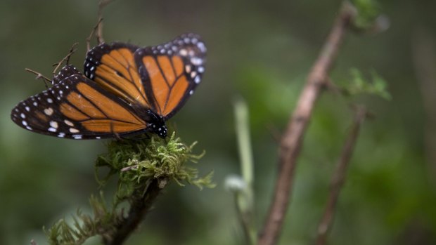The number of monarch butterflies reaching their wintering grounds in central Mexico this year may be three or four times higher than the previous year.