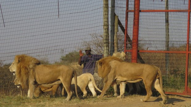 Lions are kept in unhealthy and unethical conditions, conservationists say, and bred to ultimately be killed and their parts sold for trophies or for use in traditional medicines in Asia.