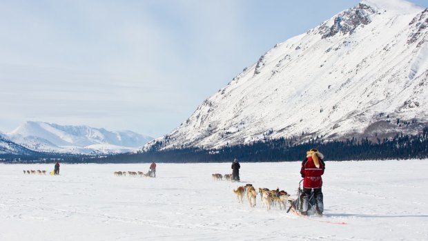 Dog sledding on Annie Lake, Yukon.