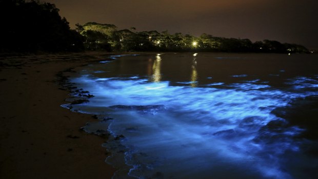 Vincentia photographer Corinne Le Gall’s superb photograph of bioluminescence on display in Jervis Bay last week. 