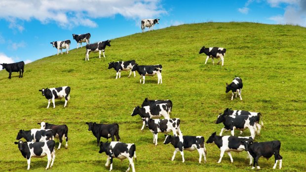 Grazing calves on green hill, New Zealand.