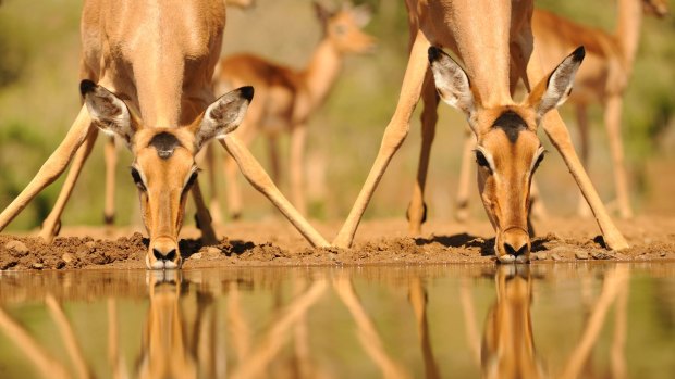 A pair of impala (Apyceros melampus) ewes drinking at a waterhole in the bushveld, Kwazulu Natal, South Africa.