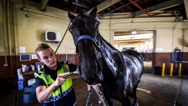 Acting Sergeant Rebecca Russ hosing down Tom at the Victoria Police Mounted Branch stables at Southbank.