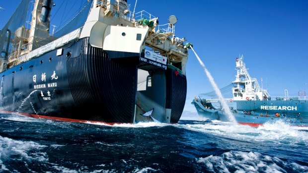 Japanese whaling harpoon ship the Yushin Maru 2 offloads a minke whale onto the Japanese whaling factory ship the Nisshin Maru in the Southern Ocean, Antarctica. 