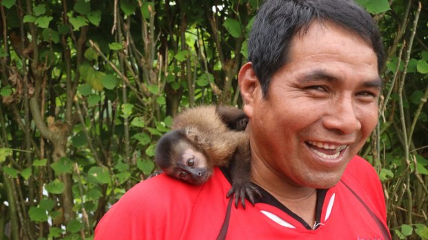 Man and monkey – the orphaned capuchin monkey rescued from the rainforest, now  a pet.