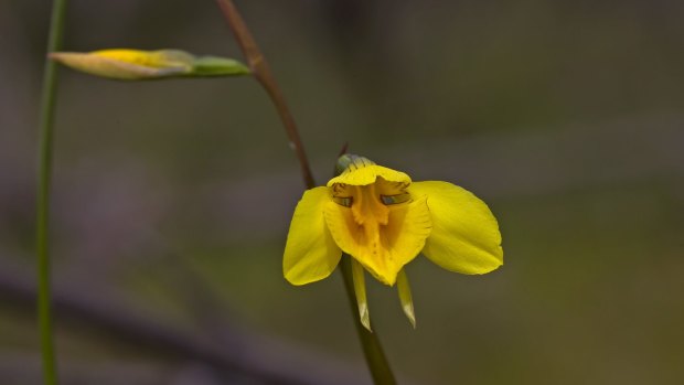 The very rare small golden moths orchid