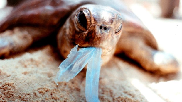 A turtle with a plastic bag in the Gulf of Carpentaria 