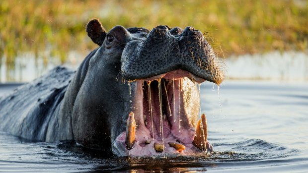 The common hippopotamus inhabits rivers, lakes and mangrove swamps. Bulls preside over a stretch of river with groups of five to 30 females and young. 