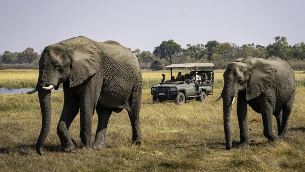Elephant spotting on safari.