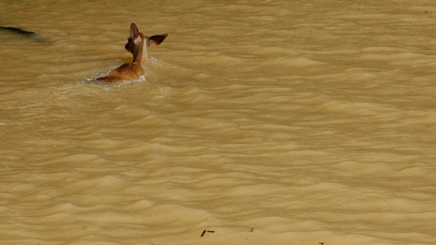 A young deer swims through floodwaters in Houston, Texas, on Tuesday.