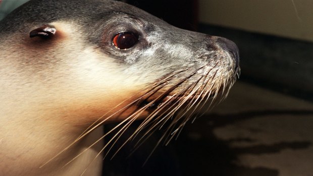 A sea lion has attacked a Sea World staff member. (File Photo)