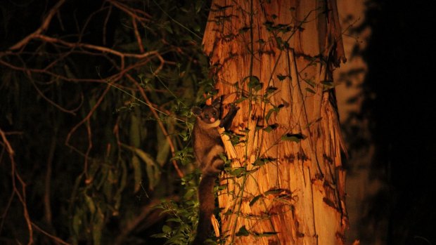 Activists have launched legal action against VicForests, alleging it is not properly protecting species such as the Yellow-bellied Glider are to be logged