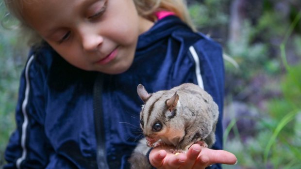 Children have gentle opportunities with native  animals at Featherdale Wildlife Park.