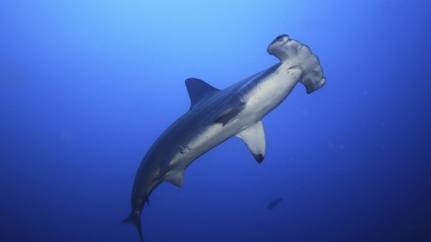 The federal government is seeking to opt out of co-operating with other countries to protect five shark species, including two species of the hammerhead shark (pictured).