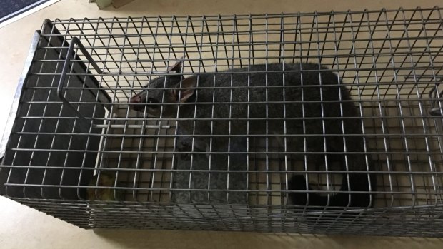 One of the two possums caught at Concord Hospital on Friday morning.