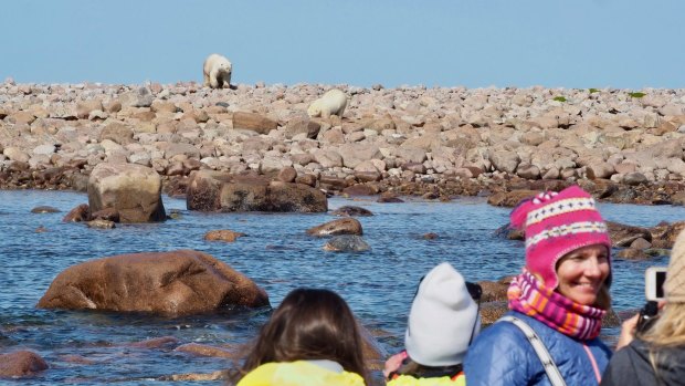 Tourists photographing the polar bears in Hudson Bay, Canada.