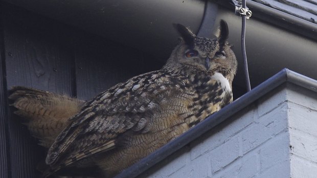 An eagle owl spotted in Purmerend, Netherlands.