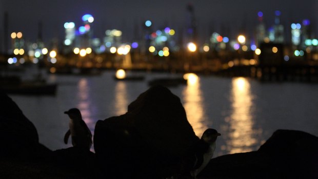 A penguin at the St Kilda breakwater.