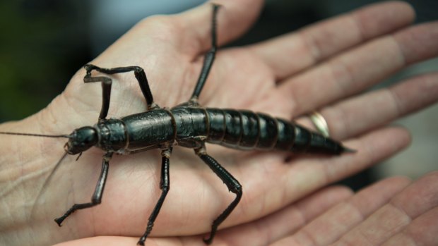 The Lord Howe Island Phasmid was once thought to be extinct. Photo: Wolter Peeters.