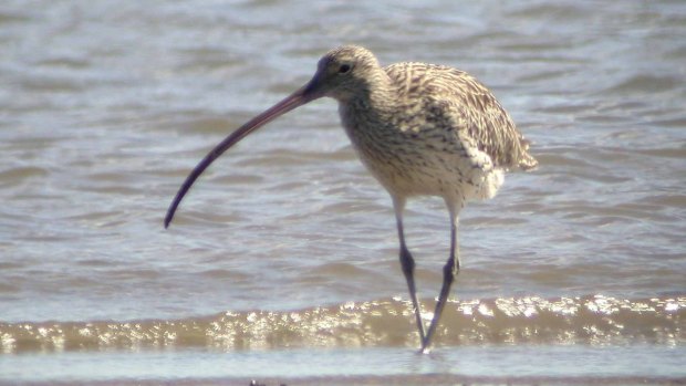 The eastern curlew.