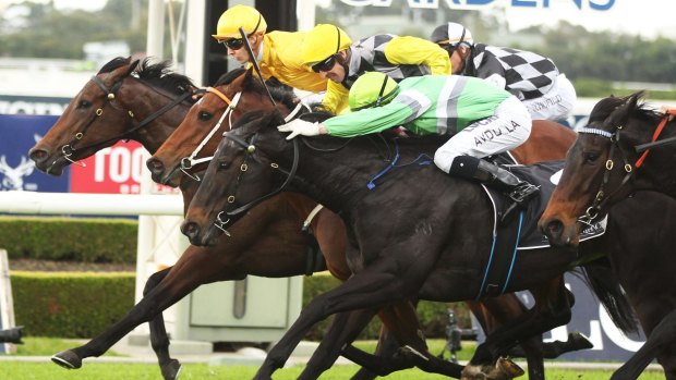 A winner: Test The World sticks her neck out to win at Rosehill last week.