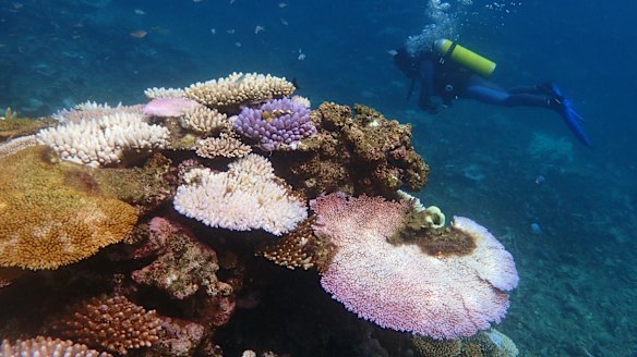Bleaching corals display vivid fluorescent colours before turning completely white.