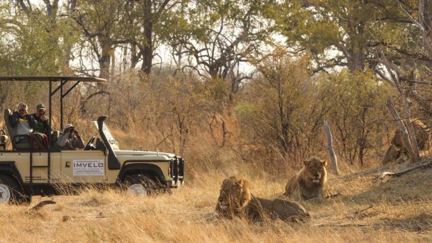 Morning safari at Hwange National Park, Zimbabwe.
