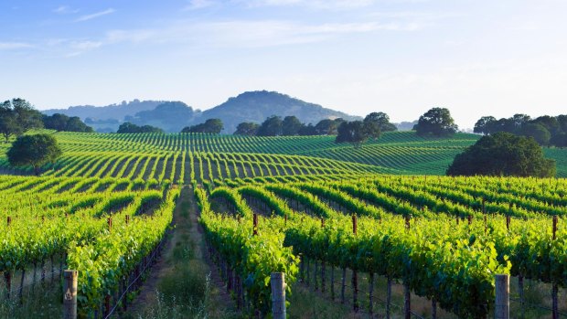 Sonoma Valley vineyard. 